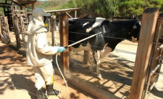 Animais de sangue doce são mais vulneráveis ao carrapato no rebanho bovino