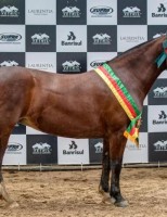 O cavalo crioulo no Brasil