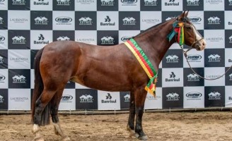 O cavalo crioulo no Brasil