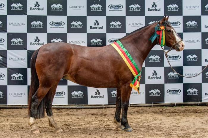 O cavalo crioulo no Brasil