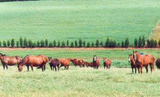 Alimentação inadequada pode provocar várias doenças nos cavalos