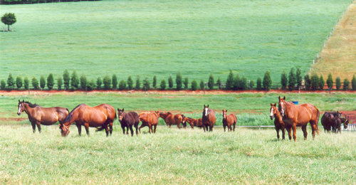 Alimentação inadequada pode provocar várias doenças nos cavalos