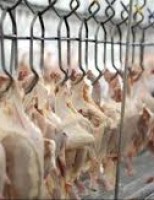 Exportações de aves brasileiras através da BRF ficam suspensas para a União Europeia