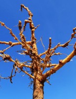Pesquisa trabalha para conter nematoides do algodoeiro na Bahia