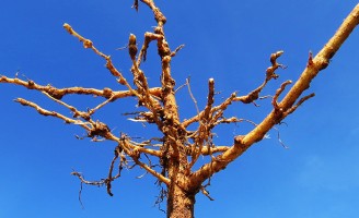 Pesquisa trabalha para conter nematoides do algodoeiro na Bahia