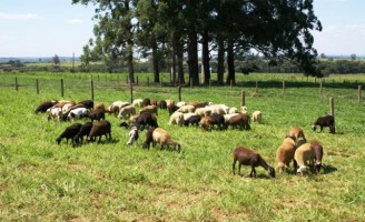 Pastejo rotacionado  é vantajoso para a criação de ovinos e caprinos