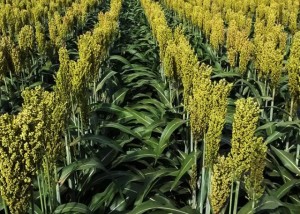 plantação de sorgo