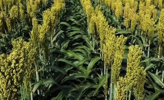 Como aproveitar melhor o plantio de sorgo no semiárido