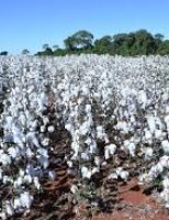 Orientações de como controlar o ataque de nematoides na lavoura do algodão