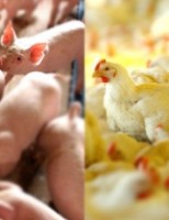 As exportações de carne de frango tem bom resultado mas são menores que no ano passado