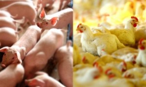 suino-e-frango-620x372