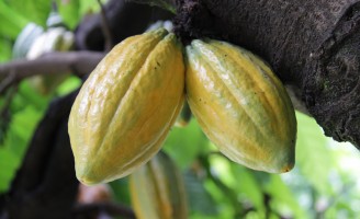 Aumentam os cuidados para evitar que uma praga que ataca o cacau entre no Brasil