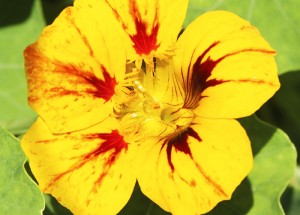 flor comestível