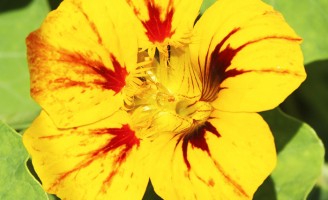 A importância nutricional das flores comestíveis