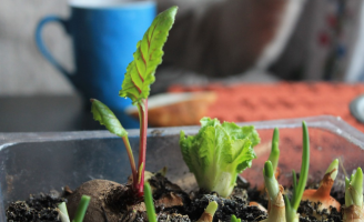 Você pode fazer uma horta em casa e cultivar seus próprios temperos
