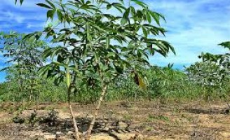 Os principais produtos agrícolas produzidos pelo estado do Amazonas