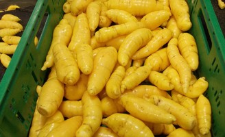 Uma nova variedade de mandioquinha-salsa ou batata baroa mais produtiva