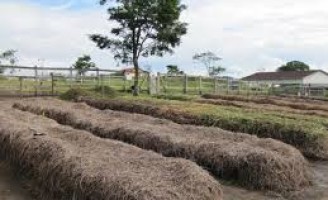 Orientações para aproveitar resíduos na produção de gado de corte e leite