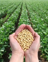 Produtividade da soja no Brasil deve alcançar crescimento de mais de 80%