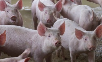 Vendas para o mercado asiático podem melhorar o desempenho das exportações de carne suína brasileira