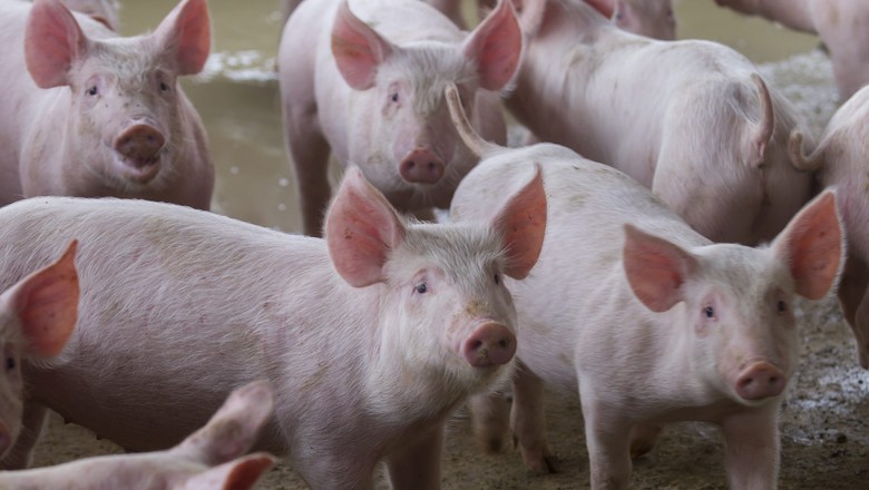 Vendas para o mercado asiático podem melhorar o desempenho das exportações de carne suína brasileira