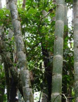 Bambu é alternativa de renda na produção familiar