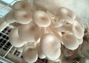 Cogumelos no dendê