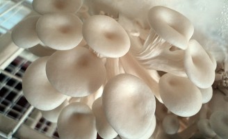 Cientistas usam resíduos do dendê para cultivar cogumelos comestíveis