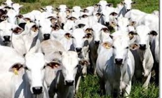 Organização Mundial de Saúde Animal reconhece o Brasil como livre da aftosa com vacina