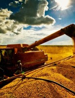 Região produtora de soja no nordeste ganha importância na produção nacional