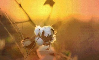 Agricultor deve ter mais cuidado com a florada do algodão para melhorar a safra