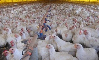 Governo avalia um Plano Agropecuário para ajudar os produtores de aves prejudicados pela greve