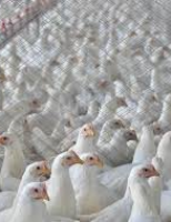 Avicultura em lento retorno à normalidade