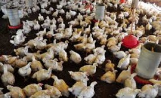 A falta de ração por causa da greve dos caminhoneiros pode provocar mortandade de aves e suínos