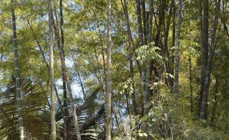 O bambu tem variedade de espécies e pode ser cultivado em várias regiões do Brasil