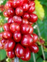 Hoje Dia Nacional do Café você vai conhecer o café especial e o café tradicional