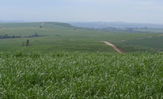 O Brasil é líder mundial em produção de cana-de-açucar
