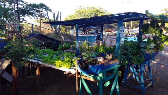 Iniciativa inédita pode permitir um aumento de produtividade de alimentos no semiárido nordestino