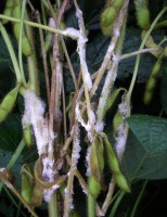 A agricultura perde com a alta incidência do mofo-branco nas lavouras