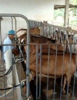 O produtor rural deve ter muito cuidado com a mastite em caprinos