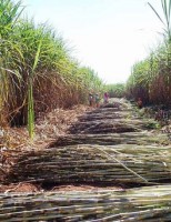 O Brasil é o quarto maior consumidor mundial de fertilizantes