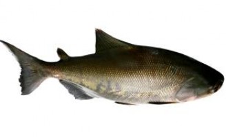 Descoberta valoriza a criação de tambaqui e surubim no país