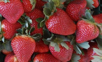 Gotejamento na irrigação e polinização por diferentes espécies de abelhas melhora a qualidade do morango