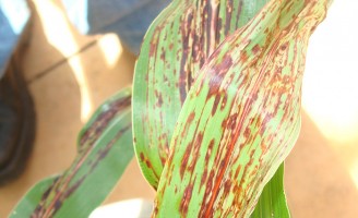 Pesquisadores descobrem um novo vírus que ataca a plantação de sorgo