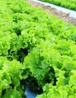 O produtor já pode plantar sementes de alfaces tolerantes às altas temperaturas