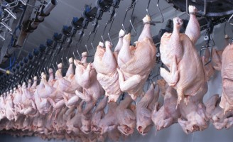 Exportações de carne de frango brasileira aumenta 30% em um mês