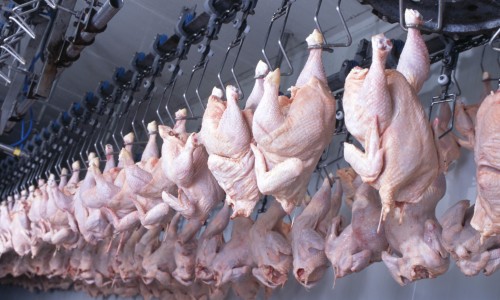 Exportações de carne de frango brasileira aumenta 30% em um mês