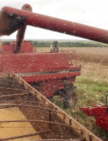 Crescem as exportações brasileiras do agronegócio