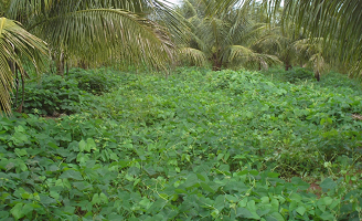 O produtor rural precisa saber quais são as plantas que enriquecem o solo
