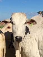 Carne de Nelore pode ganhar mais sabor e qualidade com descoberta científica